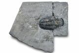 Asaphiscus Wheeleri Trilobite Molt - Utah #269699-1